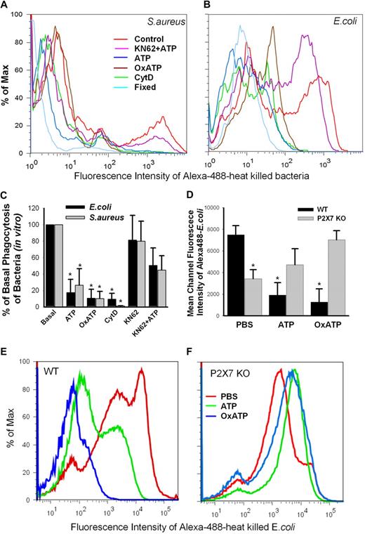 Figure 7. In vitro and in vivo phagocytosis of bacteria. (A-C) In vitro phagocytosis of Alexa 488–conjugated S aureus and E coli by human monocytes. (*P < .01, vs Basal, n = 6). PBMCs (2.0 × 107/mL) in 150 μL were incubated in Na medium containing 0.5mM Ca2+ with 1mM ATP for 15 minutes, 0.3mM OxATP for 30 minutes, 20μM CytD for 30 minutes, 1μM KN-62 for 15 minutes followed by addition of 1mM ATP, or fixed with 2% paraformaldehyde. (D-F) In vivo phagocytosis of Alexa 488–conjugated E coli by peritoneal macrophages from wild-type and P2X7-knockout C57BL/6 mice. Mice were injected intraperitoneally with 1 mL of PBS, 5mM ATP, or 0.6mM OxATP followed 30 minutes later by injection of E coli. The mice were killed after 60 minutes, and peritoneal exudates were collected. The fluorescence was measured immediately after the addition of trypan blue. *P < .01, vs wild-type PBS control group; n = 5 for wild-type and n = 3 for knockouts.