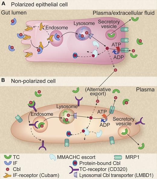 Model for cellular pathway of Cbl. (A) Polarized intestinal epithelial cell. The Cbl-intrinsic factor (Cbl-IF) complex is internalized through the cubam receptor for endosome-lysosome processing with subsequent cubam recycling to the cell surface and Cbl release into the cytosol via the LMBD1 lysosomal transporter. Cbl is then either escorted by MMACHC through reduction and activation processing to its destination enzyme partners in the mitochondria and cytosol or is exported through the basolateral membrane by the ATP-dependent MRP1. An as-yet-unknown alternative mechanism for export is also indicated. TC synthesized in the cells is separately secreted in vesicles and becomes available in the plasma for binding of Cbl released via MRP1. (B) Nonpolarized cells. A similar pathway is shown but with TC receptor serving as the entry portal. Professional illustration by Kenneth X. Probst.