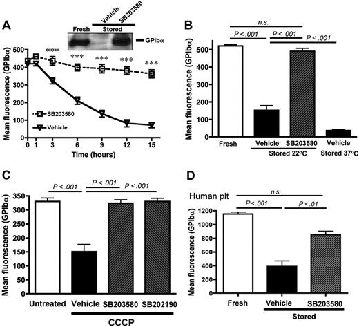 Figure 2. p38 MAPK inhibition prevents the shedding of GPIb-α from stored mouse and human platelets. GPIb-α surface expression was assessed by flow cytometry. (A) Wild-type mouse PRP was stored 1, 3, 6, 9, 12, and 15 hours at 37°C in the presence of DMSO (vehicle) or the p38 MAPK inhibitor SB203580 (40μM); n = 8. ***P < .001. (Inset) Western blot for GPIb-α in lysates from freshly isolated platelets and platelets stored for 16 hours in the presence or absence of SB203580. The results are representative of 3 independent experiments. (B) PRP was analyzed immediately (fresh) or after storage at 22°C or 37°C in the presence of DMSO (vehicle) or SB203580 (40μM); n = 10. (C) Washed platelets were treated for 60 minutes at 37°C with DMSO (untreated) or 100μM CCCP in the presence of DMSO (vehicle), SB203580 (40μM), or SB202190 (40μM); n = 9. (D) PRP isolated from human blood was analyzed immediately (fresh) or after 72 hours of storage at 37°C in the presence of DMSO (vehicle) or SB203580 (40μM); n = 8. Results are mean ± SEM. n.s. indicates not significant.