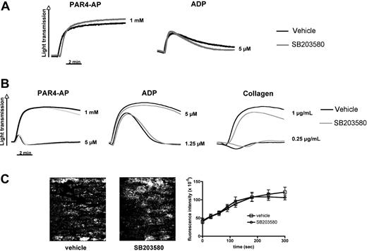 Figure 4. p38 MAPK inhibition does not affect integrin-mediated aggregation and adhesion to collagen under flow of freshly isolated and stored murine platelets. (A) PRP stored in the presence of DMSO (vehicle) or SB203580 (40μM) was examined in standard aggregometry after addition of 5μM ADP or 1mM PAR4-AP. (B) Freshly isolated murine PRP was activated with the indicated agonists in the presence or absence of SB203580. Results are representative of 3 separate experiments. (C) Platelets in freshly isolated murine blood were labeled by the addition of an Alexa488-labeled antibody to GPIX. Whole blood, in the presence or absence of SB203580, was perfused over collagen at a shear rate of 1200 seconds. Adhesion and thrombus formation of fluorescently labeled platelets were monitored over time. (Left) Representative images. (Right) Fluorescence intensity (platelet adhesion) measured over time. Results are mean ± SEM; n = 6 (3 different blood preparations).
