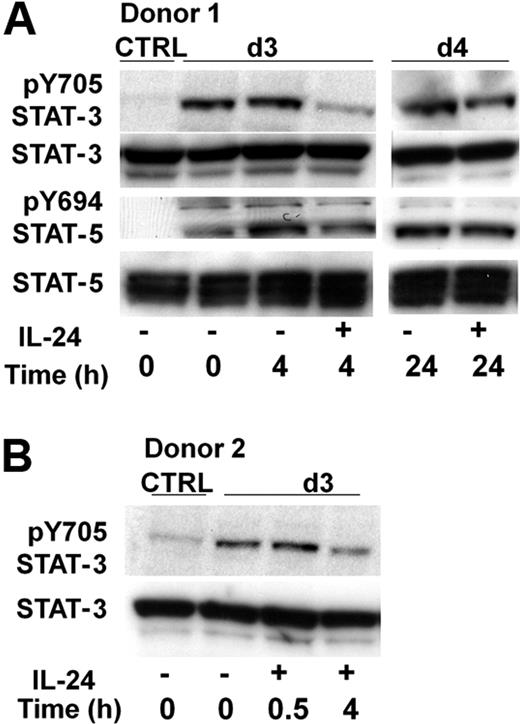 Figure 7. IL-24 specifically inhibits the phosphorylation of STAT-3 on tyrosine in stimulated GC B cells. (A) Cells (10 × 106 cells/condition) were cultured for 3 days in IL-2 + IL-10 + CD40L and rIL-24 was added thereafter for the indicated time; cells were lysed and submitted to Western blot sequentially revealed after dehybridization, with anti–pY705-STAT-3, anti-STAT-3, anti–pY694-STAT-5, or anti-STAT-5 antibodies. Control was performed in parallel on unstimulated cells. (B) IL-24 transiently reduced STAT-3 phosphorylation. GC B cells from a second tonsil were cultured as in panel A and stimulated with IL-24 for 0.5 and 4 hours before Western blot.