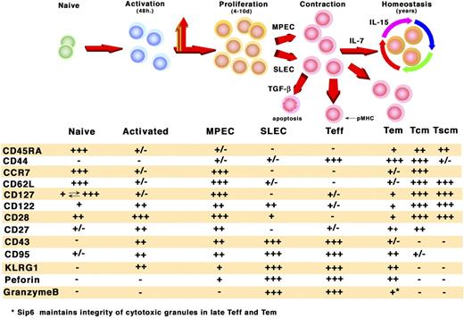 Figure 1. Phenotypic markers associated with antigen-induced differentiation of naive CD8+ T cells. Within 48 hours after TCR activation, naive and memory CD8+ T cells up-regulate activation markers including IL-2R, Ki67, PCNA, and respond to signals delivered through JAK/STAT pathways to undergo changes in chemokine and homing receptors. CD62L is down-regulated and cleaved from the cell surface and IL-7Rα (CD127) expression is lost. During the proliferative phase a small subset of cells defined as memory precursor effector cells (MPECs) reacquire the IL-7Rα and have the potential to persist into long-term memory whereas the population that fails to up-regulate this receptor represent short-lived effector cells (SLECs).26,27,37 The antigen-specific T-cell population that fails to up-regulate IL-7R expresses high levels of killer cell lectin-like receptor G1 (KLRG1). Although all antigen-activated CD8+ T cells are thought to express immediate effector function and proliferative capacity, transition to memory is dependent upon multiple sequential signals received by the T cell including the intensity and duration of TCR activation, CD4+-proficient help, costimulation, and cytokines that regulate survival. Transition to memory after natural infection is more dependent on IL-7, whereas T cells that receive weaker signals in the case of soluble protein antigens delivered with adjuvants are equally dependent on IL-7 and IL-15 for survival and transition to memory. Defining phenotypic and functional markers that characterize different transitional phases of CD8+ T cells induced by different viral vectors and other delivery systems will be instrumental in advancing strategies for effective T-cell vaccines for HIV-1, cancer, and other infectious diseases. CD45RA also known as leukocyte common antigen, highly glycosylated protein tyrosine phosphatase regulating TCR, BCR activation and found on naive/resting T cells; CD44, family of cell-surface glycoproteins involved in leukocyte attachment and rolling on endothelial cells and homing to peripheral lymphoid organs by binding mucosal addressin on high endothelial venules. Marker for antigen-experienced cells; CCR7, CC-chemokine G protein–coupled receptor guides cells from peripheral tissue into lymph nodes binding CCL19 (Mip3β) and CCL21(SLC) deposited on HEVs and reticular network; CD62L, L-selectin binds to CD34 and mediates lymphocyte homing through high endothelial venules of peripheral lymphoid tissue and inflamed tissue; CD127, also known as IL-7R; CD122, (IL-2β chain) pairs with γ common chain. Critical component of IL-2 and IL-15–mediated signaling; CD28, constitutive, low-affinity costimulatory signal induces T-cell activation, IL-2 production, and survival; CD27, TNFR superfamily member 7 binds to CD70. Costimulatory signal helps differentiate memory-type CD8+ T cells (CD27+) from effector-type CD8+ T cells (CD27−); CD43, leukosialin ligand-receptor complex involved in T-cell activation. Ligand for E-selectin and may regulate T-cell trafficking; CD95, TNF receptor superfamily member 6 also known as Fas. Cell-surface membrane receptor that activates apoptotic pathways when bound by Fas ligand (FasL, CD178); KLRG1, killer cell lectin-like receptor G1, senescence-associated inhibitory receptor binds E cadherin and inhibits AKT phosphorylation; Perforin, is indispensable for granule-mediated cell death by CD8+ CTL; Granzyme B, serine protease–inducing caspase-dependent apoptosis. Performs a key role in the cytotoxic activity mediated by CD8+ CTL (http://www.pathologyoutlines.com/cd100247.html).