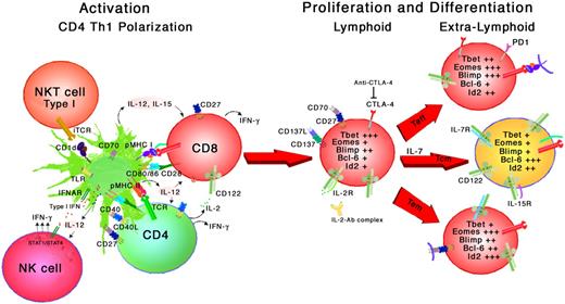 Figure 2. Spatial-temporal signals determine the fate of activated CD8+ T cells. The balance between TLR-induced proinflammatory and apoptotic signals via STAT1 pathways in activating DCs and subsequent induction of negative feedback loops that initiate anti-inflammatory signals via the STAT3 axis define the narrow window of DC competency for polarizing CD4+ Th1 responses and cross-presentation of antigen to CD8+ T cells. TCR recognition of pMHC results in rapid down-regulation of CD62L, SIP1, and IL-7R, up-regulation of activation markers, and acquisition of effector function. During the next 3 to 4 days, Th1 CD4+ and CD8+ T cells proliferate in response to autocrine and paracrine IL-2, produce IFN-γ, and up-regulate CTLA-4. CTLA-4 ligation on DCs leads to indoleamine 2,3-dioxygenase (IDO) up-regulation, Foxo3-mediated inhibition of IL-6 production, and a shift from competency to induction of regulatory T cells, anergy, and cell death. This is the cue for activated CD4+ and CD8+ T cells to egress from secondary lymphoid organs. Foxo1 and KLF2 transcription factors, regulated by posttranscriptional modifications, coordinate renewed expression of the IL-7R, CD62L, CCR7, and S1P1, and down-regulate inflammatory chemokine receptors, respectively, on cells destined to become T central memory (Tcm) cells. In contrast, both IL-2 and IL-4 suppress Kruppel-like factor 2 (KLF2) expression and signals transmitted through IL-4R/ STAT6 up-regulate Eomes which induces expression of CXCR3 on CD8+ T cells. Survival after cytokine deprivation is dependent on costimulatory and other survival signals received before egress from lymphoid tissue. Limiting growth factors cause activated T cells to shutdown growth and proliferative programs sustained through TCR/CD28, and IL-2 and the P13K/AKT/mTOR pathway and to up-regulate autophagy pathways during transit into nonactivated lymphoid tissue and tissue niches. Here, T central memory (Tcm) and T effector memory (Tem) cell populations become dependent upon cytokine and tissue-specific interactions for maintenance and homeostasis. CD8+ T cells that receive CD4-proficient help in T cell–rich zones of draining lymph nodes may be more destined for long-term survival. The balance between costimulatory signals that up-regulate antiapoptotic factors, and negative costimulatory molecules up-regulated during the effector phase such as CTLA-4, BTLA-4, and PD1 (during chronic stimulation) that block effector function ultimately determine the population of cells that survive and transit into the memory pool. Expression of CD8+ effector function is regulated by 2 T box–binding transcription factors, Tbet and eomesodermin (Eomes). Although both Tbet and Eomes are essential inducers of CD8+ T-cell IFN-γ, perforin, granzyme B, and cytolytic capability, how these 2 transcription factors are coordinately regulated to control effector function and transition to long-term memory is unclear. During the inductive phase of the immune response, IL-12 and IFN-γ drive the differentiation and expansion of CD4+ Th1 and CD8+ T effector cells. This is reflected in the levels of T-bet expression and secreted osteopontin. During late-stage effector differentiation, inhibitor of DNA binding 2 (Id2), an antagonist of E protein transcription factors is up-regulated by CD8+ T cells and maintained in effector memory cells.47 E proteins are basic helix-loop-helix family of transcriptional activators and repressors, which bind specifically to DNA sequences containing the E-box consensus sequence. E protein homodimers regulate a complex array of genes during T-cell differentiation including expression of CD127 and CD27. Members of helix-loop-helix (HLH) protein family of Id (inhibitor of differentiation) dimerize with bHLH transcription factors and function as negative regulators of differentiation and promote progression of cells into S phase. E-Id2 heterodimer formation leads to diminished E-box–mediated gene expression such as Ctla4 and Bcl2l11 (BimEL) associated with reduced survival of T effector cells and relieves E protein repression of Serpinb9 coding for the serine protease inhibitor (Spi-6) thought to protect cytolytic effector cells from programmed cell death. Thus, Id-2 regulates the size of the Tem (CD62Llow, CD122lowCD127lowCD27high) subset in addition to regulating the survival of effector CD8+ T cells. Understanding transcriptional programs that control proliferation, acquisition of effector function, and survival of CD4+ and CD8+ T cells during the immune response will be key to developing new vaccine strategies.