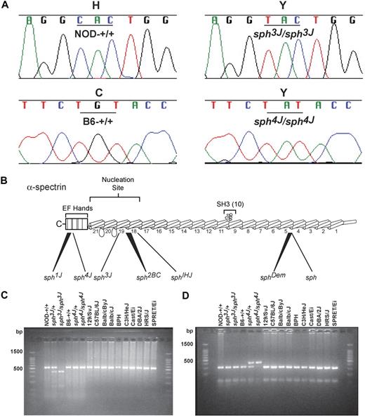 Figure 1. Identification of sph3J and sph4J defects in Spna1. (A) A cytosine to thymine change in the sph3J allele causes a histidine to tyrosine substitution at residue 2012 of α-spectrin, and a guanine to adenine change in the sph4J allele causes a cysteine to tyrosine substitution at residue 2384 of α-spectrin. (B) Schematic representation of the α-spectrin monomer is depicted with repeat 10 shown as a Src homology domain (SH3; redrawn from Walensky et al6). The approximate locations of 4 previously identified sph alleles (sph, sphDem, sph1J, sph2BC), sph3J and sph4J, and the sphIhj allele are indicated. sph has a single nucleotide deletion in repeat 5 that results in a premature stop codon43; sphDem has an in-frame deletion of exon 11 that deletes 46 amino acids from repeat 521; sph2BC has a guanine to thymine substitution in intron 41 that results in a frame shift and premature stop codon in repeat 1942; sph1J is a deletion of the C-terminal 13 amino acids42; sph3J is a missense mutation in repeat 19 of the αβ-spectrin dimer nucleation site; sph4J is a missense mutation in the C-terminus within the EF-hand domain just upstream of sph1J deletion; and sphIhj is a premature stop codon in repeat 18. (C) The sph3J mutation creates an RsaI recognition site that was used to genotype mice after PCR amplification. The wild-type fragment is 536 bp. RsaI digestion produces fragments of 401 and 135 bp in mutant mice. (D) The sph4J mutation destroys an RsaI site and was used to genotype mice after PCR amplification. RsaI digestion does not produce the wild-type fragments of 315 and 105 bp but instead a 420-bp fragment. Note that the smallest PCR fragments, 135 bp and 105 bp, are not visible. All inbred strains of mice tested for each allele retain the wild-type genotypes.
