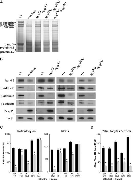 Figure 6. Band 3 and adducin deficiency across sph alleles. (A) Coomassie blue-stained SDS-PAGE gel assessment of RBC ghosts proteins from several sph alleles. Equal volumes of normal and mutant packed RBC ghosts/lane were loaded. (B) Western blots of RBC ghosts proteins probed with the indicated antibodies. Each panel is representative of results from multiple blots. (C) Eosin-5-malemide staining of erythroid band 3 was measured for mature RBCs and reticulocyte gated populations and is presented as MFI. Eosin-5-malemide MFI is significantly (*) reduced (P < .05) in RBCs and reticulocytes of all sph alleles examined except sph4J. (D) Alexa Flour 647 fluorescent intensity staining of erythroid band 3 was measured for combined RBC and reticulocyte-gated populations because no difference was observed between the cell types (data not shown) and is presented as MFI. Alexa Flour 647 MFI is significantly (*) reduced (P < .05) in all sph alleles examined. All plotted values in panels C and D are expressed as mean ± standard error. Values in parentheses below the x-axis represent the percentage of respective control.