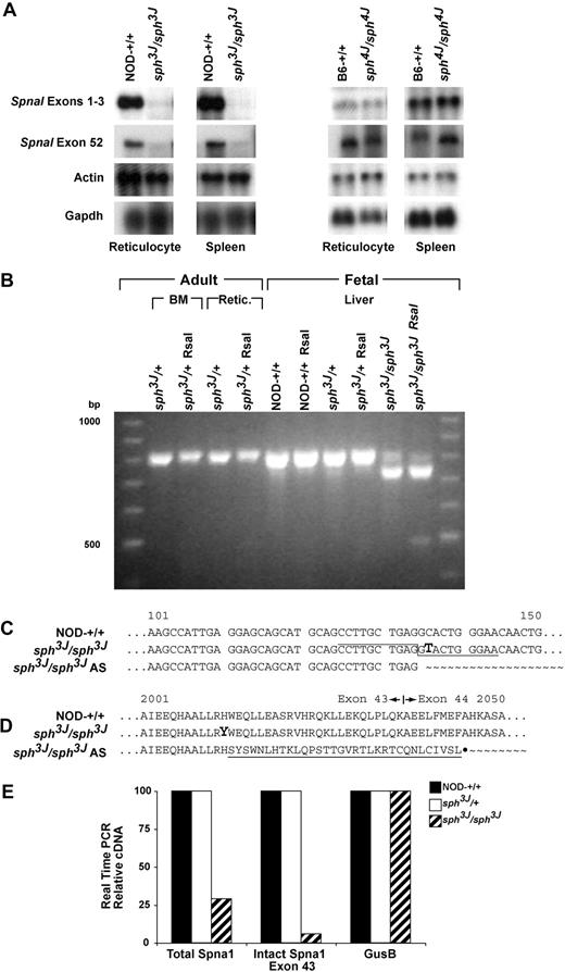 Figure 7. Erythroid molecular defects. (A) Northern blotting of total RNA extracted from adult reticulocytes and spleen. Note the near absence of Spna1 message in homozygous sph3J mice when blotted with either a probe upstream or downstream of the mutation. Spna1 RNA is normal in sph4J homozygotes. Actin and/or Gapdh expression levels were used to normalize RNA loading. (B) RT-PCR amplification of Spna1 exons 41 to 45 on total RNA extracted from adult sph3J/+ bone marrow cells (BM) and reticulocytes (Retic.); and from E14.5 fetal liver. Amplification was followed by RsaI digestion and is shown along with undigested products. Note the production of 2 distinct products in homozygous sph3J fetal liver. (C) Sequencing of the distinct products revealed that the C to T (bold) mutation creates a CCTTGCTGAG/gtactgggaa (over-, underlined) alternative splice (AS) site that eliminates the last 76 bp of Spna1 exon 43. (D) Sequence analysis of the H2012Y (bold) and alternative splicing predicted that AS produces 32 mutant amino acids followed by a stop codon (underlined). (E) Real time RT-PCR demonstrated that total Spnal message was 27% of NOD control in sph3J and was only 6% of control when alternatively spliced mutant transcripts are discounted. Spna1 message levels were at control levels for heterozygous sph3J samples. Gusb amplification was used as a housekeeping gene and was equal for all samples.