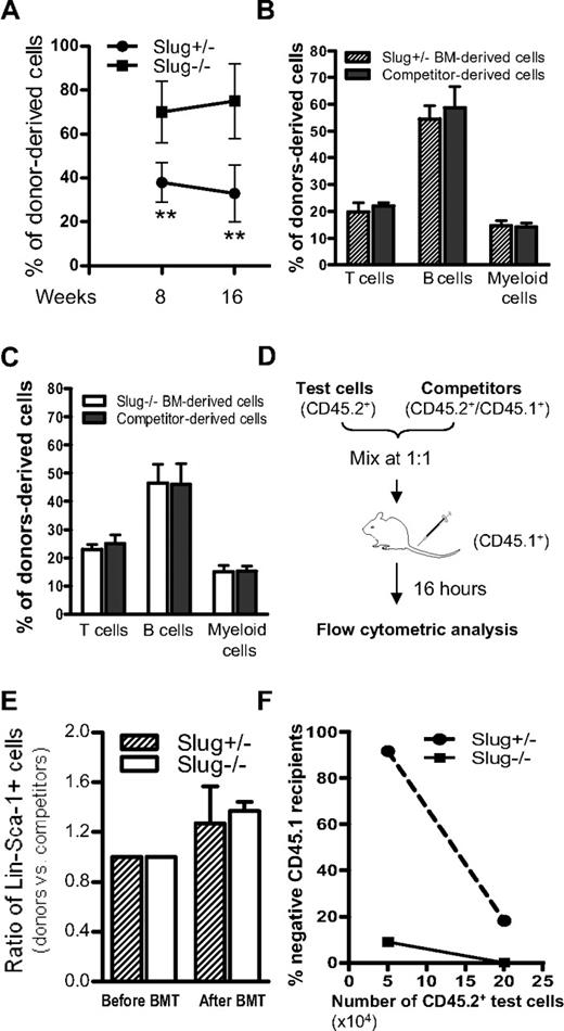 Figure 3. Slug-deficient BM shows enhanced long-term repopulating ability in vivo. (A) Relative repopulating ability of Slug−/− and Slug+/− HSCs in recipients. Equal number (2 × 105) of Slug−/− and Slug+/− BM cells (test cells, CD45.2+) were cotransplanted with wild-type competitor BM cells (CD45.1+/ CD45.2+) into lethally irradiated recipient mice (CD45.1+, n = 8 for each group). The relative repopulating ability of test cells was determined by the percentage of CD45.2+ with total donor-derived cells (CD45.2+ and CD45.1+/ CD45.2+ cells) in blood at 8 weeks and 16 weeks after BM transplantation. There is a significant difference between the 2 groups of reconstituted mice (**P < .01 for Slug−/− vs Slug+/−). (B) Multilineage distribution (4 months after BM transplantation) in Slug+/− BM (test, CD45.2+)–derived and wild-type competitor cell (CD45.1+/ CD45.2+) population-derived hematopoietic cells of recipients (n = 8) transplanted with Slug+/− BM donors. There is no significant difference in the percentage of T, B, and myeloid cells derived from transplanted donor cells from Slug+/− mice and competitive cells. (C) Multilineage distribution (4 months after BM transplantation) in Slug−/− BM (test, CD45.2+) donor-derived and wild-type competitor cell (CD45.1+/CD45.2+) population-derived hematopoietic cells of recipients (n = 8) reconstituted with Slug−/− BM. There is no significant difference in the percentage of T, B, and myeloid cells derived from transplanted donor cells from Slug−/− mice and competitive cells. (D) Diagram of BM homing assay for primitive hematopoietic cells. Test BM cells (CD45.2+) from mice were equally mixed with wild-type competitor BM cells (CD45.1+/CD45.2+), and the ratio of Lin−Sca-1+ cells in test vs competitor cells (the number of Lin−Sca-1+ cells in test BM cells to the number of Lin−Sca-1+ cells in competitor BM cells) was determined by flow cytometry before being injected into lethally irradiated recipients (CD45.1+). Sixteen hours after BM injection, the ratio of Lin−Sca-1+ cells in test vs competitor cells (the percentage of CD45.2+ Lin−Sca-1+ cells to the percentage of CD45.1+/CD45.2+ Lin−Sca-1+ cells) was determined and compared with the ratio of these cells before BM injection. (E) Relative homing ability of Lin−Sca-1+ primitive hematopoietic cells from Slug−/− or Slug+/− mice. The graph indicates that the ratio of Lin−Sca-1+ cells in test (Slug−/− or Slug+/−) BM cells vs competitor cells was comparable in recipients (n = 4). (F) Chimerism in recipients transplanted with BM cells of Slug−/− or Slug+/− mice. Limiting numbers (5 × 104 and 2 × 105) of BM cells from Slug−/− or Slug+/− mice were cotransplanted with 2 × 105 competitor cells (CD45.1+/CD45.2+) into 2 groups of recipients (n = 8 for each group). Chimerism was analyzed by flow cytometric analysis of peripheral blood cells 4 months after BM transplantation. In each animal, 1% or higher of donor-derived (CD45.2+) cells containing T, B, and myeloid cell was defined as positive engraftment. **P < .01 for Slug−/− vs Slug+/−.