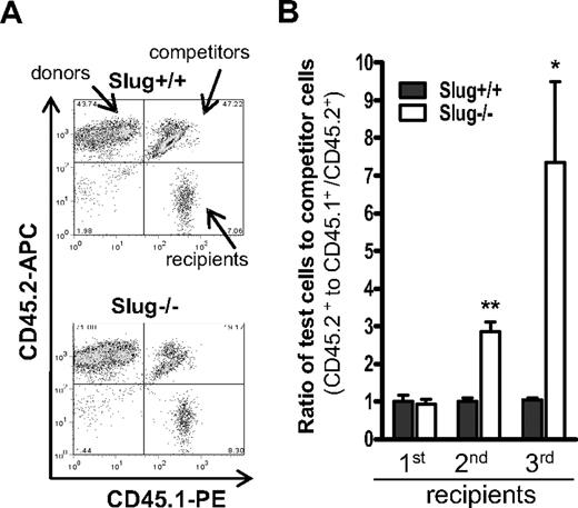 Figure 4. Serial BM transplantation assay for HSCs within BM of Slug−/− or Slug+/+ mice. (A) A representation of flow cytometric analysis of donor test cell (CD45.2+)– and competitor cell (CD45.1+/CD45.2+)–derived BM cells in the secondary recipients (CD45.1+). (B) Enhanced repopulation capacity of Slug−/− BM MNCs during serial transplantation. BM MNCs from the recipient mice were serially transplanted into recipients as described in “Competitive BM transplantation coupled with serial transfer.” The repopulating capacity of Slug−/− and Slug+/+ BM donor cells was determined in primary (n = 7), secondary (n = 4), and tertiary (n = 3 or 4) recipients at 2 months after BM transplantation. Data shown are the mean ratio ± SD of donor test-derived cells to competitor-derived cells (*P < .05 and **P < .01 for Slug−/− vs Slug+/+).