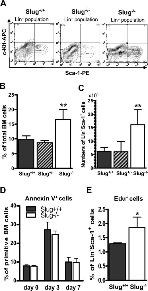 Figure 5. Increased expansion of HSCs in Slug−/− mice after 5-FU treatment. (A) A representation of flow cytometric analysis of Lin−Sca-1+ HSCs in Slug+/+, Slug+/−, and Slug−/− BM 7 days after a single injection of 5-FU (300 mg/kg body weight). (B) The ratio of remaining Lin−Sca-1+ cells at 7 days after 5-FU treatment in 3 groups of mice (Slug+/+ mice, n = 5; Slug+/− mice, n = 4; Slug−/−, n = 5). (C) Total numbers of surviving Lin−Sca-1+ cells 7 days after 5-FU treatment in Slug+/+ (n = 5), Slug+/− (n = 4), and Slug−/− (n = 5) mice. (D) Analysis of apoptotic rate in primitive hematopoietic cell population in BM using an annexin V–based apoptosis assay. BM cells were harvested from Slug−/− and Slug+/+ mice at 0, 3, and 7 days after 5-FU treatment. Primitive hematopoietic cells were gated as Lin−Sca-1+c-Kit+ (for 0 day) or Lin−Sca-1+ (for 3 and 7 days after 5-FU treatment), and the apoptotic cells were identified by a fluorescence-labeled annexin V. Apoptotic primitive hematopoietic cells (annexin V+ Lin−Sca-1+c-Kit+ or annexin V+ Lin−Sca-1+) were analyzed by flow cytometry and represent a percentage. There is no significant difference in the percentage of annexin V+ Lin−Sca-1+c-Kit+ cells (0 day) and annexin V+ Lin−Sca-1+ cells (3 and 7 days after 5-FU treatment) from Slug+/+ and Slug−/− mice. The data shown are the mean of the triplicate. (E) Analysis of Lin−Sca-1+ cell population in S phase. Total BM cells were harvested from Slug+/+ and Slug−/− mice at 5 days after 5-FU treatment and then assayed for Edu incorporation (n = 3). The ratio of Edu+ cell in Lin−Sca-1+ cell population was determined by flow cytometry. All data are expressed as mean ± SD. *P < .05 and **P < .01 for Slug−/− vs Slug+/+.