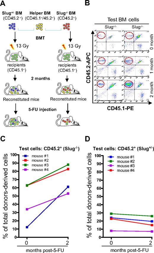 Figure 6. Enhanced repopulating capacity of Slug−/− HSCs in reconstituted mice after 5-FU administration. (A) Diagram of in vivo HSC repopulating assay. Donor BM cells from Slug+/− or Slug−/− mice (CD45.2+) were injected together with competitor BM cells (CD45.1+/CD45.2+) into recipient mice that received a prior 13-Gy irradiation. A single dose of 5-FU (300 mg/kg body weight) was injected into these reconstituted mice at 2 months after BM transplantation. Ratio of donor- and competitor-derived cells in peripheral blood was determined before and after 5-FU treatment by flow cytometric analysis. (B) A representative flow cytometric analysis of test donor-derived hematopoietic cells before and after 5-FU injection (1 and 2 months). (C-D) Enhanced repopulating potential of Slug−/− HSCs in vivo after 5-FU treatment. The percentage of Slug−/− test donor-derived cells (CD45.2+) within the total donor-derived cell population (CD45.2+ cells and CD45.1+/CD45.2+ cells) increased in Slug−/− BM-reconstituted mice (n = 4) at 4 months after 5-FU treatment (C). In contrast, the ratio of Slug+/− test donor-derived cells did not significantly change in Slug+/− BM-reconstituted recipients (n = 4) after 5-FU treatment (D).