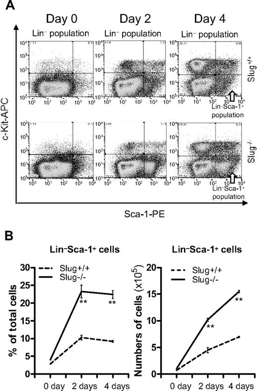 Figure 7. Accelerated in vitro expansion of Lin−Sca-1+ cells from Slug−/− mice. (A) A representation of flow cytometric analysis of Lin−Sca-1+ cells during cell culture in vitro. Total BM cells were prepared from Slug+/+ and Slug−/− mice that carried the Bcl-2 transgene at 5 days after 5-FU treatment, and then were cultured in the SFEM medium containing SCF and TPO (1 ng/mL). Lin−Sca-1+ cells were identified by flow cytometric analysis during cell culture. (B) The ratio (left panel) and total number (right panel) of Lin−Sca-1+ cells before and at 2 and 4 days of in vitro cell culture. All data are expressed as mean ± SD. **P < .01 for Slug+/+ vs Slug−/−.