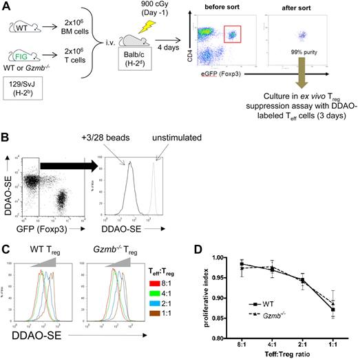Figure 4. In vivo alloactivated Treg cells do not require granzyme B to suppress Teff-cell proliferation ex vivo. (A) Experimental protocol for generation of WT and Gzmb−/− GVHD-activated Treg cells: 2 × 106 T cells from 129/SvJ WT or Gzmb−/− FIG reporter mice were injected intravenously in lethally irradiated (900 cGy) Balb/c hosts, together with 2 × 106 bone marrow cells from WT (non-FIG) mice. Four days after transplantation, splenic WT or Gzmb−/− CD4+GFP+ Treg cells were sort-purified and cultured ex vivo with DDAO-SE–stained CD4+CD25− Teff cells for 3 days. T cells were either unstimulated or stimulated with CD3/CD28 beads. (B) Representative flow plot and histogram of Teff-cell proliferation (ie, loss of DDAO-SE staining) in the presence or absence of CD3/CD28 beads. (C) Dose-dependent inhibition of Teff-cell proliferation mediated by wild-type or Gzmb−/− GVHD-activated Treg cells. (D) Summary graph of normalized data from 3 independent experiments.