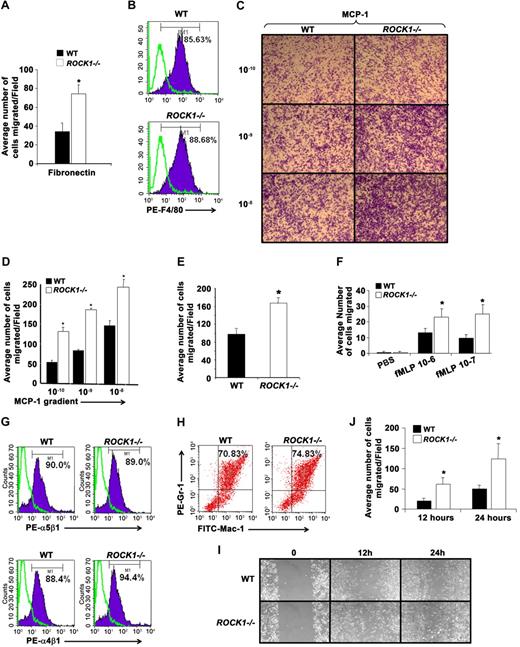 Figure 2. Deficiency of ROCK1 in BMMs, peritoneal macrophages, and neutrophils results in increased migration and chemotaxis in vitro. (A) WT and ROCK1−/− BMMs (2.5 × 105) were subjected to a migration assay on fibronectin fragment CH-296, which contains the binding sites for both integrins α4β1 and α5β1. Shown is the quantitative assessment of the number of WT and ROCK1−/− BMMs migrated on fibronectin-coated wells. The bar graph represents the average number of WT and ROCK1−/− BMMs migrated per field in an independent experiment performed in replicates of 3. WT versus ROCK1−/−, *P < .05. Similar results were obtained in 3 other independent experiments. (B) Expression of F4/80 on WT and ROCK1−/− BMMs. BMMs were stained with PE-conjugated anti-F4/80 antibody and subjected to flow cytometric analysis. Solid histograms represent the level of F4/80 expression on the surface of WT and ROCK1−/− BMMs, whereas open histograms represent the level of expression using an isotype control antibody. Percentage of F4/80 expression on WT and ROCK1−/− BMMs is shown in the top right corner of each histogram (n = 4, 6 pairs of WT and ROCK1−/− mice). (C-D) BMM migration using 8-μm pore size transwell filters coated with fibronectin. Representative images shown here are from WT and ROCK1−/− BMMs migrated on fibronectin in response to the MCP-1 gradient. The bar graph represents the average number of WT and ROCK1−/− BMMs migrated in response to MCP-1 gradient per field in an independent experiment. Similar results were obtained using 2 other mice of each genotype (total 3 pairs of WT and ROCK1−/− mice, *P < .05). (E) WT and ROCK1−/− peritoneal macrophages (2.5 × 105) were subjected to a migration assay on fibronectin. The bar graph represents average number of migrated peritoneal macrophages derived from WT and ROCK1−/− mice from an independent experiment. WT versus ROCK1−/−, *P < .05. Similar results were obtained using 2 other mice of each genotype (total n = 3). (F) BMN migration assay was performed using the Boyden chamber. Migration was evaluated without fMLP, or in a gradient of 1μM fMLP. The bar graph represents the number of migrated BMNs per field (mean ± SD). Shown is a representative experiment performed in replicates of 3. WT versus ROCK1−/−, *P < .05. Similar results were obtained in 2 additional independent experiments (total n = 3). (G) Expression of integrins on WT and ROCK1−/− BMNs. BMNs were stained with PE-conjugated anti-α4β1 or anti-α5β1 antibody and subjected to flow cytometric analysis. Solid histograms indicate the level of α4β1 and α5β1 expression on the surface of WT and ROCK1−/− BMNs, whereas open histograms in both panels demonstrate the level of expression using an isotype control antibody. Percentage of α4β1 or α5β1 integrin expression on BMNs is shown in the top right quadrant of each histogram. Histograms shown are from a representative experiment. Similar results were obtained in 3 independent experiments (total n = 4). (H) WT and ROCK1−/− BMNs were harvested after 1 week and stained with antibodies that recognize Gr-1 and Mac-1. Stained cells were analyzed by flow cytometry to determine the level of Gr-1 and Mac-1 expression. Percentage of Gr-1 and Mac-1 double-positive cells in either genotype are indicated in the top right quadrant of each dot blot. (I) Increased migration of ROCK1−/− BMMs in a wound-healing assay. WT and ROCK1−/− BMMs were cultured for 8 days in 24-well plates in the presence of 100 ng/mL M-CSF. An artificial wound was created in the macrophage monolayer using a pipette tip. Images were taken immediately and again at indicated time periods after creating the wound. Top panels represent the migration of WT cells; bottom panels represent migration of ROCK1−/− cells. (J) Bar graph shows quantitative analysis of the number of migrated cells in the wounded area from 1 independent experiment. WT versus ROCK1−/−, *P < .05. Similar results were obtained in 2 other independent experiments (total n = 3). (C, I) Images were acquired through a Zeiss Axioskop 2 Plus microscope equipped with a Plan-Neofluar 20×/0.5 objective lens, and were captured with an Axiocam MRC-5 camera and Axiovision 4 software (all from Zeiss).