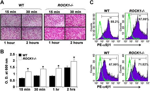 Figure 3. Deficiency of ROCK1 results in increased adhesion on fibronectin. (A) WT and ROCK1−/− BMMs (5 × 105) were subjected to an in vitro adhesion assay on fibronectin fragment CH-296. Representative images shown here are of adherent WT (left panel) and ROCK1−/− BMMs (right panel) on fibronectin at different time points. Results shown here are from 1 independent experiment. Similar results were obtained in 2 other independent experiments. Images were acquired through a Zeiss Axioskop 2 Plus microscope equipped with a Plan-Neofluar 20×/0.5 objective lens, and were captured with an Axiocam MRC-5 camera and Axiovision 4 software (all from Zeiss). (B) Quantitative adhesion was assessed by measuring absorbance at indicated times. Bar graph represents the optical density of adherent cells at 600 nm from 1 independent experiment. WT versus ROCK1−/−, *P < .05. Similar results were obtained in 3 other independent experiments (total n = 4). (C) Expression of β1 integrins on WT and ROCK1−/− BMMs. BMMs were stained with PE-conjugated anti-α4β1 or anti-α5β1 antibody and subjected to flow cytometric analysis. Top panel (solid histograms) represents the level of α5β1 expression on the surface of WT and ROCK1−/− BMMs; bottom panel (solid histograms) represents the level of α4β1 expression on the surface of WT and ROCK1−/− BMMs, whereas open histograms demonstrate the level of expression using an isotype control antibody in both panels. Percentage of α4β1 or α5β1 integrin expression on BMMs is shown in the top right quadrant of each histogram (total n = 4).