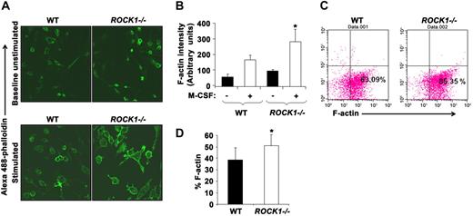 Figure 4. Increased F-actin in ROCK1−/− BMM. (A) BMMs were seeded on a glass slide overnight. The next day, cells were fixed and stained with Alexa 488–phalloidin to detect F-actin shown in green. Representative confocal microscopy images demonstrate the expression of F-actin on WT, ROCK1−/− unstimulated, and stimulated BMMs. Top panel represents F-actin content in green on WT and ROCK1−/− BMMs unstimulated condition; bottom panel represents F-actin content in green on WT and ROCK1−/− BMMs on stimulation with M-CSF. Images were acquired through a Zeiss Axioskop 2 Plus microscope equipped with a Plan-Neofluar 20×/0.5 objective lens, and were captured with an Axiocam MRC-5 camera and Axiovision 4 software (all from Zeiss). (B) Images were captured by a confocal laser-scanning microscope (Zeiss LSM 510), and F-actin content was quantified using ImageJ software. Quantification data are represented as F-actin content expressed as arbitrary units. Bar graph represents compiled data from 3 independent experiments in which 50 BMMs were randomly quantified from 10 different fields (n = 3, *P < .05). (C) BMMs were stained with Alexa 488–phalloidin to determine F-actin content and subjected to flow cytometric analysis. Bottom right quadrant represents the percentage of F-actin–positive WT (left panel) and ROCK1−/− (right panel) BMMs. Data shown are from a representative experiment. Similar results were obtained in 3 other independent experiments. (D) Quantification of F-actin content in WT and ROCK1−/− BMMs is represented as percentage of F-actin content from 3 experiments, shown as bar graph (total n = 4, *P < .05).