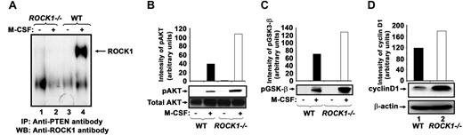 Figure 7. ROCK1 interacts with PTEN. (A) WT and ROCK1−/− BMMs cultured for 10 days in the presence of M-CSF were starved overnight and stimulated with 100 ng/mL M-CSF for 5 minutes. Equal amount of lysates were subjected to immunoprecipitation with an anti-PTEN antibody, and Western blot analysis was performed using an anti-ROCK1 antibody. Lanes 1 and 2 consist of lysates derived from unstimulated and stimulated ROCK1−/− BMMs, respectively; lanes 3 and 4 consist of lysates derived from unstimulated and stimulated WT BMMs, respectively. The arrow indicates the interaction of ROCK1 with PTEN in WT BMMs stimulated with M-CSF. (B-C) Enhanced phosphorylation of AKT and GSK-3β in ROCK1−/−-deficient BMMs. WT and ROCK1−/− BMMs were starved for 24 hours and stimulated with 100 ng/mL M-CSF for 5 minutes. Equal amounts of lysates were subjected to Western blot analysis using an anti-phospho AKT or phospho GSK3-β antibody. Lanes 1 and 2 consist of lysates derived from unstimulated and stimulated WT BMMs, respectively; lanes 3 and 4 consist of lysates derived from unstimulated and stimulated ROCK1−/− BMMs, respectively (n = 3). (D) Increased expression of cyclin D1 in ROCK1−/− BMMs. WT and ROCK1−/− BMMs were harvested and lysed in lysis buffer. Equal amounts of protein lysates were subjected to Western blot analysis using an antibody against cyclin D1. The top arrow indicates the expression of cyclin D1 in WT and ROCK1−/− BMMs. The bottom arrow indicates β-actin expression in each lane (n = 3).