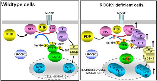 Figure 8. Proposed model of ROCK1-mediated PTEN regulation. ROCK1 plays a critical role in regulating the intracellular levels of PIP3/AKT in response to receptor activation by regulating the phosphorylation, degradation, stability, and activity of PTEN.