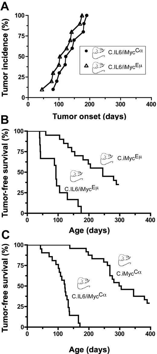 Figure 1. Incidence and onset of PCT. (A) Pilot study of tumor development in C.IL6/iMycEμ (▵) and C.IL6/iMycCα (○; n = 10 for both genotypes). (B) Survival studies of C.IL6/iMycEμ mice (n = 12) and C.iMycEμ mice (n = 20). Tumors arising in C.IL6/iMycEμ mice were invariable PCT. Most tumors developing in C.iMycEμ mice were high-grade B-cell lymphoma. (C) Survival studies of C.IL6/iMycCα mice (n = 21) and C.iMycCα mice (n = 24). All tumors in C.IL6/iMycCα mice were PCT. Most tumors from C.iMycCα mice were high-grade B-cell lymphoma. Transfer of the iMycCα TG from the original, mixed background that exhibited approximately 9% of tumors by 12 months of age13 onto strain C caused a dramatic increase in tumor incidence with minimal impact on tumor phenotype.