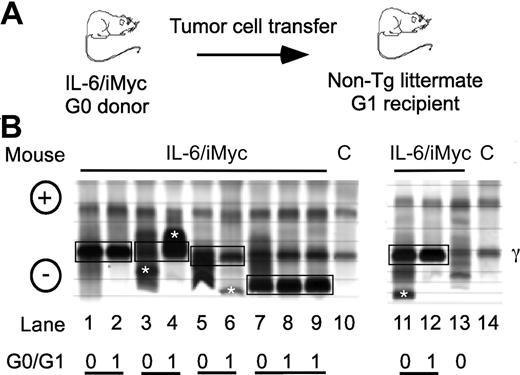 Figure 3. Detection of serum paraproteins in sera of PCT-bearing mice. (A) Sera are from C.IL6/iMyc primary PCT (G0 samples) or tumor cell transplant recipients (G1 samples). (B) Paired G0/G1 samples from C.IL6/iMycEμ mice (lanes 1-4 and lane 13) or C.IL6/iMycCα mice (lanes 5-9 and 11-12). Lanes 10 and 14 contain samples from normal mice used as control. Paired G0 and G1 samples with shared M components are indicated by joined black boxes. M components only present in the G0 or G1 sample are indicated by white asterisks. The position of the γ protein band is indicated to the right and the anode/cathode to the left. C indicates serum from a control non–tumor-bearing mouse.