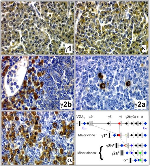 Figure 4. Clonal diversification of PCT by isotype switching in situ as shown by serial tissue sections of a PCT that arose in a C.IL6/iMycCα mouse. Ig heavy-chain–producing tumor cells or κ light-chain–producing tumor cells (top right) are immunolabeled in brown, using isotype-specific antibodies (original magnification, ×40). The bottom right panel presents a molecular scheme on the putative derivation of the γ2a+, γ2b+, and α+ subclones from the parental γ1+ clone. The possibility that CSR to Cϵ also occurred was not examined, but is an extremely rare event in other studies of PCT.