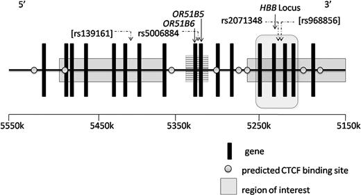 Figure 4. The human HBB locus and upstream olfactory receptor genes, chromosome 11 from 5 150 000 to 5 500 000 base pairs. Regions of interest (solid) were identified as associated with HbF levels in Sardinians, and regions of interest (striped) were identified in the current GWAS. rs500684 and rs2071348 were significantly associated with HbF in CSSCD (P = 4.7E−08, P = 2.5E−05). rs139161 and rs968856 (brackets) were reported among the top SNPs in Sardinians but were not significantly associated with HbF in the CSSCD or replication sets. Note that base pair locations are reported along the forward direction in kilobases, whereas the HBB locus is transcribed in the reverse direction. CTCF binding predictions were generated by screening for high-interest potential matches from a BLAST search (http://blast.ncbi.nlm.nih.gov) using one of 2 published CTCF consensus sequences: either 5′-GTGGCCACCAGGGGGCGCCG-3′ or 5′-CCGCTAGGGGGCAGCA-3′.45