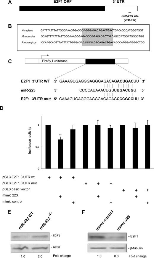 Figure 2. E2F1 is a direct target of miR-223. (A) Schematic representation of the E2F1 transcript. Predicted miR-223 binding site is depicted. The numbers (+749 to +754) represent the nucleotides (relative to the E2F1 termination codon) that are predicted to base pair with the miR-223 seed sequence. (B) Sequences of the predicted miRNA-223 binding sites in human, mouse, and rat genomes. Highly conserved nucleotides are shown in gray. (C) Schematic representation of luciferase constructs used for reporter assays. (D) Luciferase assays in 293T cells transfected with vectors shown in panel C and miR-223 and control oligonucleotides (mimic). Bars represent luciferase activity for the corresponding vectors. Data are represented as mean ± SD from 3 independent experiments. **P < .01. (E-F) Western blot analysis of E2F1 on whole-cell lysates from sorted Ly6Gpos bone marrow neutrophils from wild-type (WT) and miR-223 knockout (KO) animals11 (E), on whole-cell lysates from U937 cells treated with 20 nm of control and miR-223 oligonucleotides (mimic; F).