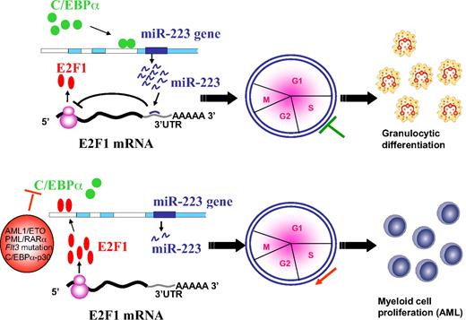 Figure 5. Schematic representation of a model for the role of miR-223, C/EBPα, and E2F1 in normal granulopoiesis and in AML. During granulopoiesis (top panel), C/EBPα binds and transactivates miR-223 promoter, which in turn leads to E2F1 repression and inhibition of cell-cycle progression resulting in myeloid differentiation. When C/EBPα is deregulated by various mechanisms in AML (bottom panel), transactivation of miR-223 is inhibited, which results in accumulation of E2F1. Overexpressed E2F1 binds to miR-223 promoter and inhibits miR-223 transcription through a negative feedback loop resulting in myeloid cell-cycle progression and block of differentiation.