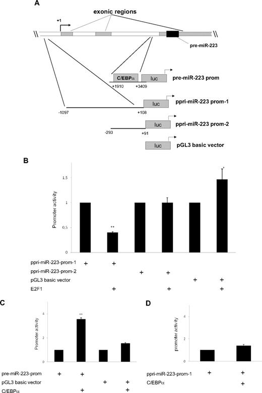 Figure 4. E2F1 functions as a repressor of the miR-223 gene. (A) Schematic representation of the different miR-223 promoter constructs used for reporter assays. (B-D) Luciferase reporter assays were performed in U937 cells using indicated reporters and E2F1 (B) and C/EBPα (C-D). Bars represent promoter activity for the corresponding vectors. Data are represented as mean ± SD from 3 independent experiments. *P < .05; **P < .01. (E-F) Chromatin derived from K562-C/EBPα-p42-ER cells (E) and AML blast cells (F) was immunoprecipitated with anti-E2F1, anti-C/EBPα, and immunoglobulin G antibodies. Recovered DNA was PCR amplified with primers specific for the E2F1 binding amplicon (oligo 1) and C/EBPα binding amplicon (oligo 2). (G) U937 cells were transfected with control or E2F1 vector. Total RNA was analyzed by quantitative RT-PCR with oligos for miR-223 (top) and with oligos for E2F1 (bottom). Data are represented as mean ± SD from 3 independent experiments. *P < .05; **P < .01.