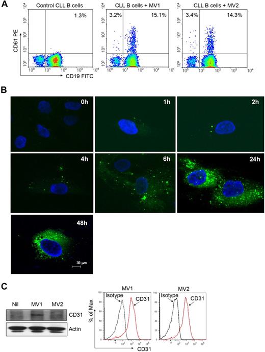 Figure 2. MVs can integrate into various target cells. (A) Freshly isolated primary CLL B cells were incubated with MVs isolated from different CLL patients for 48 hours. Transfer of CD61 marker from MV to CLL B cells was analyzed by flow cytometry. (B) Purified MVs were labeled with the membrane dye PKH67 (green) and incubated with CLL-BMSCs for the indicated periods. Binding and internalization of MVs into BMSCs was visualized after staining with DAPI (nuclear stain) under confocal microscope (magnification level is indicated by the horizontal bar). (C) MV-mediated transfer of message into BMSCs was examined by Western blot after a 24-hour incubation by the use of an antibody to CD31. Expression of CD31 on MVs was verified by flow cytometry.