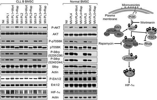 Figure 4. MVs activate the AKT/p70S6K/HIF-1α signaling axis in BMSCs. CLL or healthy BMSCs (“normal”) were exposed to MVs with or without presence of wortmannin or rapamycin for 24 hours. BMSC lysates were analyzed for the activation of the AKT/p70S6K signaling pathway as shown by Western blots by the use of specific antibodies. Expression of HIF-1α, a downstream target of AKT/p70S6K axis, also is shown. Actin was used as loading control. MV-mediated modulation of the AKT/p70S6K/HIF-1α axis is shown for better understanding (right).