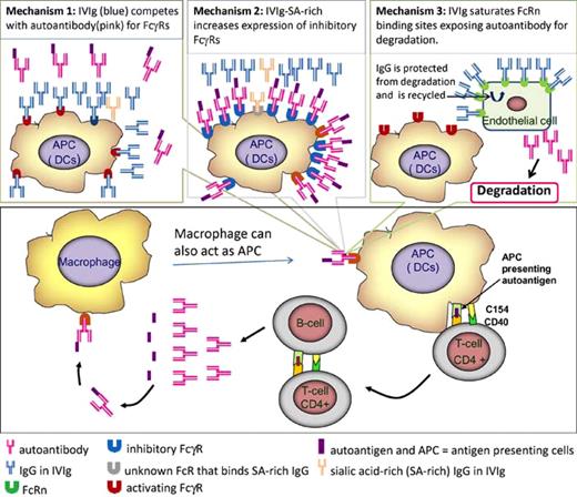 A model for the immunopathology of autoimmune disease. Some aspects such as the role of cytotoxic T cells and regulatory T cells are not included. Proposed mechanisms whereby IVIg interferes with immune complex–APC interaction are shown in the top 3 panels.