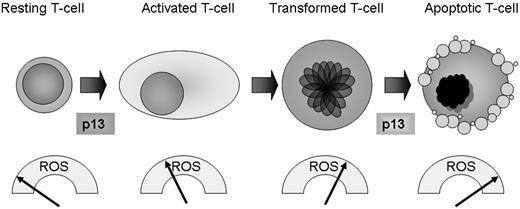 Figure 7. A working model for redox regulation of T-cell turnover by p13. Data in the present study revealed a gradient of ROS in primary versus transformed T cells, with very low levels in resting cells, higher levels in stimulated cells, and substantially higher levels in transformed Jurkat cells. By increasing mitochondrial ROS production, p13 favors activation of primary resting T cells while promoting death of transformed T cells. These findings suggest that p13 may have a distinct impact on cell turnover depending on the inherent ROS levels, and that in the context of the HTLV-1 propagation strategy, p13 could increase the pool of “normal” infected cells while culling transformed T cells, thus favoring lifelong persistence of the virus in the host.