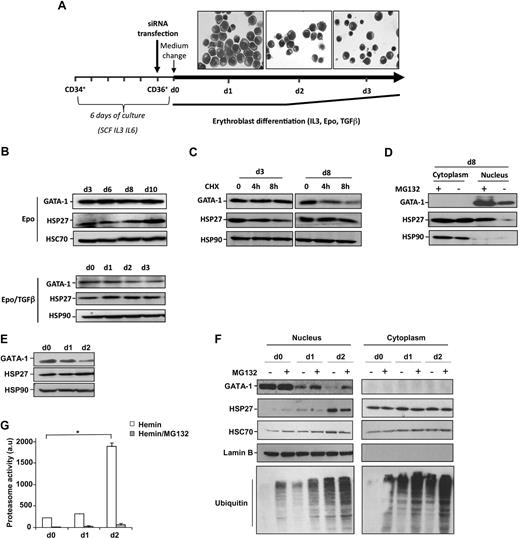Figure 1. HSP27 and GATA-1 expression during erythroblast differentiation. (A) Scheme of the model used for human primary erythroblast differentiation. A representative microscopic image shows the structure of the differentiating erythroblasts at the indicated time points. (B) Human primary erythroblasts were induced to differentiate in the presence of IL-3, Epo with or without TGFβ. At the indicated times, the level of GATA-1 and HSP27 was determined by Western blot. HSC70 an HSP90 serve as loading control. (C) Differentiating cells were treated or not with the protein synthesis inhibitor CHX (5μM, 8 hours). Cells were harvested at indicated days, and lysates were blotted with the indicated antibodies. The data are representative of 3 independent experiments. (D) Human primary erythroblasts induced to differentiate in the presence of IL-3 and Epo were, at day 8, treated or not with the proteasome inhibitor MG132 (20μM, 5 hours), and nuclear/cytosolic GATA-1 and HSP27 expression was assessed by Western blotting. (E) Human K562 cells were induced to differentiate with hemin (40μM). At the indicated days, GATA-1 and HSP27 levels were assessed by Western blot. HSP90 serves as a loading control. (F) When indicated, K562 cells induced to differentiate by the presence of hemin were treated for 5 hours with the proteasome inhibitor MG132 (20μM). Nuclear/cytosolic GATA-1 and HSP27 expression was assessed by Western blot. HSC70 and lamin B serve as loading controls. (G) The proteasome activity was determined by the measurement of Suc-LLVY-AMC cleavage in the control lysates from hemin-treated K562 cells in the absence () or presence () of MG132 (20μM, 5 hours). a.u. indicates arbitrary units; bars, SD; n = 3.