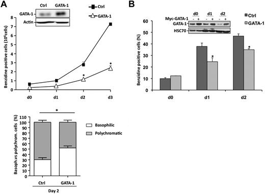Figure 3. GATA-1 overexpression impairs erythroid differentiation. (A) Primary erythroblasts were transduced 3 times with an empty lentivirus construct (■) or one encoding GATA-1 (▵). Then, differentiation was induced as in Figure 1A. The percentage of differentiated cells was evaluated by benzidine assay at the indicated times. (Bottom) The percentages of basophilic and polychromatic cells was quantified at day 2 as in Figure 2A. (B) K562 cells were transiently transfected with empty plasmid () or with Myc-GATA-1 (). After 24 hours, differentiation was induced with hemin (40μM). The percentage of differentiated cells was evaluated by benzidine assay at the indicated times. GATA-1 expression was monitored by Western blotting. HSC70 and actin are the loading controls. Data are expressed as the mean ± SE (n = 3; *P < .05).