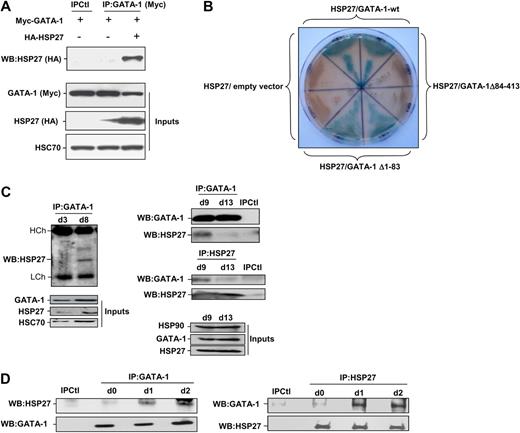 Figure 5. HSP27 interacts with GATA-1. (A) COS cells were cotransfected or not with Myc–GATA-1 and HA-HSP27. GATA-1 was immunoprecipitated from cell extracts, subjected to sodium dodecyl sulfate–polyacrylamide gel electrophoresis migration and immunoblotted with HA-tag (HSP27) antibody. Control for immunoprecipitation (IPCtl) corresponds to a mix of nonrelevant immunoglobulin G and protein G in the presence of lysate. Inputs: protein expression in total extracts. (B) Yeast 2 hybrid assay that detect a direct interaction of HSP27 with GATA-1 wild type (GATA-1-wt) and GATA-1 Δ1-83 (blue staining) but not with GATA-1 Δ84-413. Each section contains diploid yeast cells resulting from one independent yeast mating experience with the corresponding bait protein and a prey protein. The empty vector pGADT7 is used as a negative control. (C) Nuclear extracts from differentiating progenitors CD36+ cells were subjected to immunoprecipitation with GATA-1 antibody and blotted with HSP27 antibody. (D) Immunoprecipitation of endogenous GATA-1 (left) or HSP27 (right) from K562 cell lysates at indicated times of differentiation was followed by HSP27 and GATA-1 immunoblotting. IPCtl, immunoprecipitation in lysates from differentiating cells with a nonrelevant antibody and G protein. Inputs: protein expression in total extracts (40 μg).