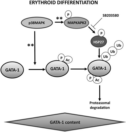 Figure 8. Proposed model for the coordinated molecular events that may control GATA-1 level and erythroblast differentiation. Activation of p38MAPK during erythropoiesis was described previously to promote GATA-1 phosphorylation and acetylation28 and to phosphorylate HSP27 through MAPKAPK2 activation.26,28 The present study indicates that phosphorylated HSP27 accumulates in the nucleus and interacts with GATA-1 to induce its ubiquitination and proteasomal degradation. GATA-1 acetylation precedes its degradation by the proteasomal machinery. This model provides new evidence of the major role of chaperones in erythropoiesis.29 **Reference to data from the literature as mentioned above.