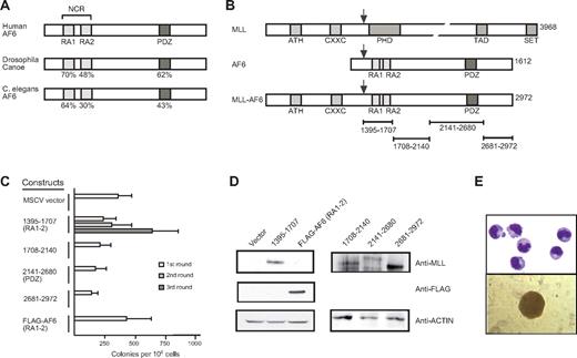 Figure 1. The N-terminal conserved region of AF6 is sufficient for myeloid immortalization by MLL-AF6. (A) Schematic diagram showing the positions of highly conserved domains within the AF6 protein family. The degree of identity between AF6 and orthologs from Drosophila and C. elegans is indicated. RA1 and RA2 indicates RAS association domains 1 and 2, respectively; NCR, N-terminal conserved region; PDZ, PSD-95/Dlg/ZO-1 domain. (B) Schematic diagram depicting MLL, AF6, and MLL-AF6 fusion protein. ATH indicates AT hook motifs; PHD, plant homeo-domain related; TAD, transcriptional activation domain; SET, Suvar3-9/enhancer-of-zeste/trithorax motif. Total number of amino acids comprising each protein is indicated on the right. Black arrows above each protein indicate the typical position of protein fusion after chromosomal translocations. Specific AF6 protein segments fused with MLL are indicated by brackets below the schematic. (C) Myeloid immortalization assay with various retroviral constructs encoding proteins indicated on the left. Each bar represents the mean ± SD of the total number of myeloid colonies per 104 plated cells derived from at least 4 replicates. (D) Western blot analysis of MLL-AF6 and AF6 proteins expressed in transiently transfected virus-producing Phoenix cells. (E) Typical morphology of cells (top; May-Grünwald-Giemsa stain) and blast colony (bottom) in the third round of the myeloid progenitor immortalization assay after transduction with MLL-AF6NCR.