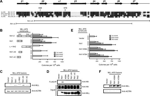 Figure 2. The RA1 domain within the AF6 NCR mediates myeloid immortalization by MLL-AF6. (A) Sequence alignment of the RA1 domains of AF6 family proteins. Dark shading defines residues of identity or similarity. Amino acid numbers are indicated on the left. The positions of conserved residues targeted for mutation are highlighted above the sequence. The conserved secondary structures are depicted above the sequence, where filled arrows represent β sheet and the filled box represents α helix. Brackets below indicate the RA1 amino acids present in deletion constructs identified on the left. (B) Myeloid immortalization assay resulting from transduction of various MLL-AF6 mutant proteins shown on the left. Each bar represents the mean ± SD of the total number of myeloid colonies per 104 plated cells (≥ 4 replicates). (C) Western blot analysis of MLL-AF6 fusion proteins expressed in transiently transfected virus-producing Phoenix cells. (D) Immunoprecipitation–-Western blot analysis shows that only the intact MLL-AF6RA1 is capable of coprecipitating HA-tagged RasV12 in transiently transfected 293 cells. (E) Myeloid immortalization assay with retroviral constructs encoding MLL-AF6RA1 point mutants indicated on the left. Each bar represents the mean ± SD of the total number of myeloid colonies per 104 plated cells (≥ 4 replicates). (F) Western blot analysis of MLL-AF6 mutant proteins expressed in transiently transfected virus-producing Phoenix cells.