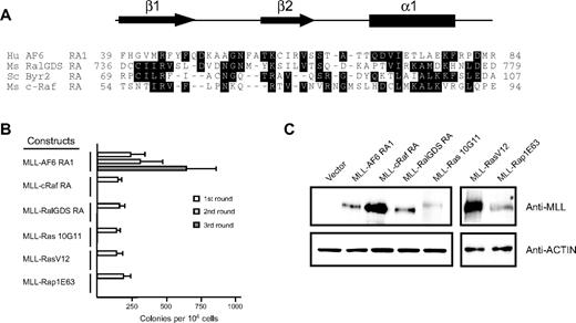 Figure 3. Fusion of N-terminal MLL to heterologous Ras association domains from c-Raf1, RalGDS, or constitutively active mutants of K-Ras, H-Ras, or Rap1 does not activate the oncogenic potential of MLL. (A) Sequence alignment of the N-terminal regions of various RA domains. Dark shading defines residues of identity or similarity. Amino acid numbers are indicated on the left. The conserved secondary structures are depicted above, where arrows represent β sheets and the filled box represents an α helix. Crystal structures for c-Raf1, RalGDS, and Byr2 have been previously described.36,38,41 Putative AF6 RA1 domain secondary structure was derived from the PHD prediction algorithm.39 (B) Myeloid immortalization assay with various retroviral constructs encoding MLL fusions to heterologous RA domains or proteins are as indicated on the left. Each bar represents the mean ± SD of the total number of myeloid colonies per 104 plated cells (≥ 4 replicates). (C) Western blot analysis of MLL fusion proteins expressed in transiently transfected virus-producing Phoenix cells.