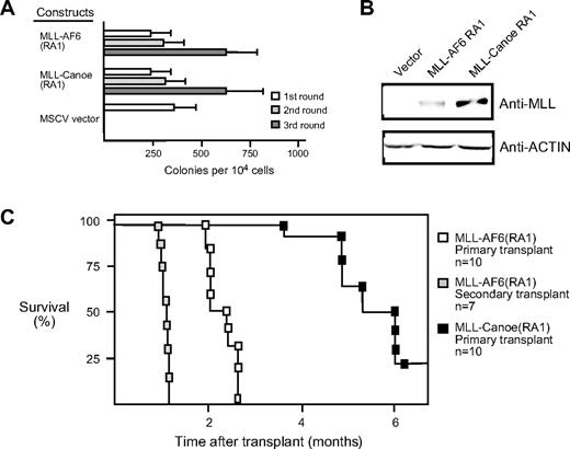 Figure 4. The RA1 domain of Canoe, the fly ortholog of AF6, activates the oncogenic potential of MLL. (A) Myeloid immortalization assay was performed with MLL fusion constructs indicated on the left. Each bar represents the mean ± SD of the total number of myeloid colonies per 104 plated cells. Data are derived from at least 4 cultures from 2 or more independent experiments. (B) Western blot analysis of MLL fusion proteins expressed in transiently transfected virus-producing Phoenix cells. (C) Survival curves are shown for sublethally irradiated C57BL/6 mice that received a transplant with various cell lines immortalized by MLL fusion genes.