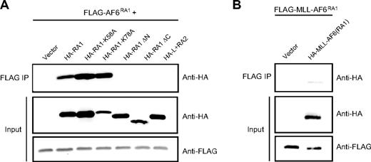 Figure 5. The RA1 domain of AF6 mediates self-association in vitro. (A) Self-association was assessed by anti-HA Western blot analysis after anti-FLAG immunoprecipitation from lysates of 293 cells cotransfected with various HA-tagged AF6 constructs together with FLAG-tagged AF6RA1 (top). Expression levels of the relevant input proteins were determined by immunoblotting with either anti-HA (middle) or anti-FLAG (bottom) antibodies. (B) Self-association of MLL-AF6RA1 was shown by anti-HA Western blot analysis after anti-FLAG immunoprecipitation from lysates of cells cotransfected with HA-tagged MLL-AF6RA1 and FLAG-tagged MLL-AF6RA1 (top). Expression levels of the input proteins were determined with either anti-HA (middle) or anti-FLAG (bottom) antibodies.