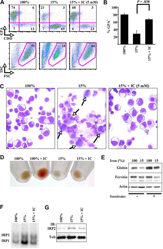 Figure 3. Isocitrate abrogation of the erythroid iron-restriction checkpoint. (A) Isocitrate (IC) reverses defects in differentiation and viability. Five-day erythroid cultures with 15% transferrin saturation included trisodium isocitrate (IC) at 5mM. FACS analysis of GPA and CD41 expression with gating on viable fraction. (B) Summary of 3 independent experiments as in panel A. (C) Isocitrate reverses structural changes associated with iron restriction. Light microscopy of Wright-stained cytospins from cultures in panel A (400× magnification). Images were acquired with the use of an Olympus BX51 microscope equipped with an Olympus DP70 digital camera. The objective lens consisted of Uplan Fl 40×/0.75 NA. Image acquisition and processing used Adobe Photoshop, CS3/10.0 and CS2/9.0, respectively. (D) Isocitrate enhances hemoglobinization. Erythroid cultures with 100% or 15% transferrin saturation were supplemented with 20mM isocitrate. Photograph of day 5 cell pellets. (E) Isocitrate augments globin chain expression. Whole cell lysates from panel D underwent immunoblotting. (F) IRE-binding activity of IRP1 and IRP2: influences of transferrin saturation and isocitrate. RNA gel-shift assays were performed on extracts from day 4 CD34+ cultures in erythroid medium with 100% or 15% transferrin saturation and 20mM isocitrate. (G) IRP2 stabilization by iron deprivation: minimal effect of isocitrate. Cellular extracts from panel F underwent immunoblotting. FSC indicates forward scatter; and SSC, side scatter.
