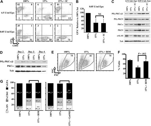 Figure 5. Crosstalk of iron and isocitrate with Epo signaling: PKCα/β as common target. (A-B) Epo levels influence isocitrate rescue. FACS analysis of 5 day cultures with indicated doses of Epo plus 25 ng/mL SCF; 100% or 15% transferrin, and 20mM isocitrate (IC) were included as indicated. Graph summarizes results of 3 independent experiments. (C) Iron restriction and Epo deprivation both induce PKCα/β hyperactivation. Epo levels influence the capacity of isocitrate to reverse the hyperactivation. Whole cell lysates from 4 day erythroid cultures underwent immunoblotting. (D) Kinetics of PKCα/β hyperactivation associated with erythroid iron restriction. (E-F) Complete reversal of viability defects by pan-PKC inhibitor. Erythroid cultures with 100% or 15% transferrin were treated with 0.5μM BIM, with FACS analysis on day 5. Graph represents 3 independent experiments. (G) Partial reversal of differentiation defects with selective PKC inhibitor. Cultures as in panel E were treated with either 0.5μM BIM or with 0.5μM Gö6983. Graphs summarize 3 independent experiments. DN indicates GPA− CD41− double-negative cells. **P = .02 for DN percentage in BIM + 15% versus 15%. **P = .01 for GPA percentage in Gö6983 + 15% versus 15%.