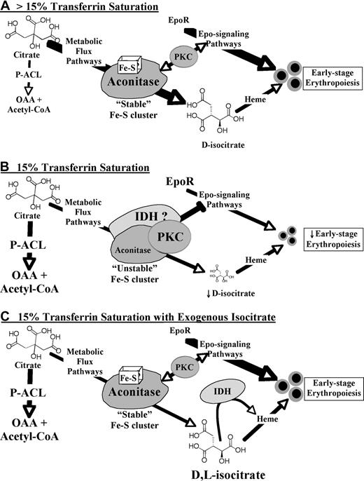Figure 7. Model for erythropoietic regulation by an iron-aconitase-isocitrate pathway. In the absence of iron restriction (A; > 15% Transferrin Saturation) aconitase enzymes possess intact iron-sulfur clusters and function mainly in the conversion of citrate to isocitrate by the Metabolic Flux Pathway. In the presence of iron restriction (B; 15% Transferrin Saturation), destabilization of the aconitase iron-sulfur clusters induces assembly of a repressive signalosome which may act in part through PKC hyperactivation. In addition, diminished metabolic flux may compromise heme production and lead to shunting of citrate by activated ATP-citrate-lyase (P-ACL) to oxaloacetate (OAA) and acetyl-CoA. Isocitrate rescue (C; 15% Transferrin Saturation with Exogenous Isocitrate) may prevent assembly of a repressive signalosome by stabilization of aconitase iron-sulfur clusters and by binding to isocitrate dehydrogenase (IDH) enzymes. In addition, exogenous D- but not L-isocitrate may support heme biosynthesis. However, exogenous isocitrate does not prevent shunting of citrate by activated ATP-citrate-lyase.