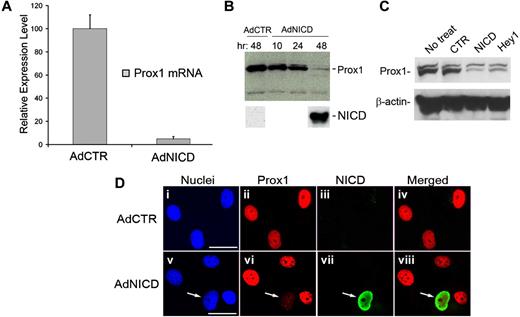 Figure 1. Activated Notch receptor represses Prox1 expression. (A) Quantitative real-time RT-PCR study shows that adenoviral expression of human NICD in primary human LECs for 48 hours significantly reduced the level of Prox1 mRNA. AdCTR indicates control adenovirus; and AdNICD, NICD-expressing adenovirus. Data are mean plus or minus SD relative to the value of AdCTR. (B) Western blot assay demonstrates a gradual reduction of Prox1 protein level after adenoviral transduction of LECs with NICD at 10, 24, and 48 hours. (C) Western blot assay shows that transient transfection of primary human LECs with a control plasmid vector (CTR, pcDNA3), NICD (pcDNA3-NICD), or Hey1-expressing (pcDNA-hCHF2) plasmids for 48 hours resulted in a significant reduction in the Prox1 protein level. (D) Immunofluorescence analyses of primary LECs that were transduced with either a control (AdCTR, i-iv) or V5-tagged human NICD-expressing (AdNICD, v-viii) adenovirus for 48 hours against nuclei (i,v), Prox1 (ii,vi), V5-tag NICD (iii,vii), and merged images (iv,viii). Arrows in images v to viii point to an LEC with down-regulated Prox1 expression resulting from NICD expression, demonstrating an autonomous regulation of Prox1 by Notch. Bars represent 50 μm. Fluorescent images were acquired using a Zeiss microscope with a 63× objective and processed with AxioVision Digital Imaging software.