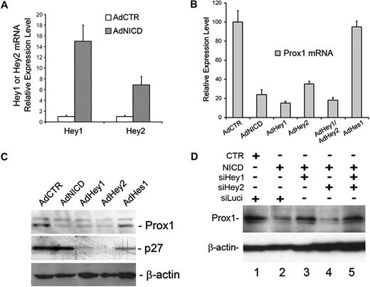 Figure 2. Activated Notch receptor down-regulates Prox1 through Hey proteins. (A) Expression of Hey1 and Hey2 was determined by quantitative RT-PCR in LECs that were transduced with a control or NICD-expressing adenovirus for 48 hours. (B) Quantitative RT-PCR assay showing the repression of Prox1 mRNA in primary human LECs by adenoviral expression of NICD (AdNICD), Hey1 (AdHey1), Hey2 (AdHey2), Hey1 and Hey2 (AdHey1/AdHey2), and Hes1 (AdHes1) for 48 hours. (C) Expression of Prox1 and p27Kip1 proteins was determined by Western blot analyses in primary LECs that were transduced with AdCTR, AdNICD, AdHey1, or AdHes1 for 48 hours. (D) The expression of Prox1 protein after cotransfection of LECs with a control (CTR) or NICD-expressing plasmid vector along with siRNA duplexes for the firefly luciferase (siLuci), Hey1 (siHey1), and Hey2 (siHey2) for 48 hours. Data are mean ± SD relative to the value of AdCTR.