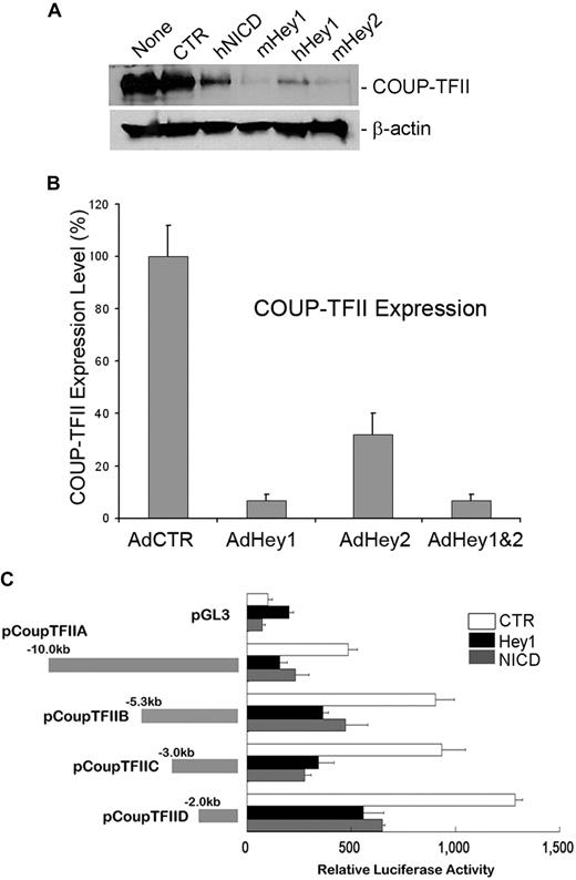 Figure 3. Down-regulation of COUP-TFII by Notch pathway proteins in LECs. (A) Expression of COUP-TFII protein in LECs that were transiently transfected with a control vector (CTR, pcDNA3) or vectors expressing human NICD (hNICD, pcDNA3-hNICD), mouse Hey1 (mHey1, pcDNA3.1 HERP2FLAG), human Hey1 (hHey1, pcDNA-hCHF2), or mouse Hey2 (mHey2, pcDNA3.1 HERP1FLAG). None indicates untransfected LECs. (B) Expression of COUP-TFII mRNA was determined by quantitative RT-PCR in LECs that were transduced with a control (AdCTR), Hey1 (AdHey1), and/or Hey2 (AdHey2) adenovirus after 48 hours. Data are mean ± SD relative to the value of AdCTR. (C) Repression of COUP-TFII promoter activity by human NICD and Hey1. Mouse COUP-TFII promoter luciferase constructs were cotransfected with a control (CTR), Hey1, or NICD vector into HEK293 cells for 48 hours, and the promoter activity was determined by luciferase activity that was normalized with the amount of whole cell lysate used. pGL3 indicates pGL3-Basic vector (Promega). Data are relative luciferase activity ± SD.