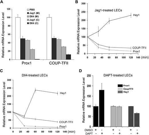 Figure 4. Regulation of Prox1 and COUP-TFII by Notch ligands. (A) Notch ligands, Jag1 and Dll4, down-regulate Prox1 and COUP-TFII in primary LECs. Soluble Jag1 or Dll4 recombinant protein was either added to culture media (200 ng/mL) of LECs or precoated (1 μg/mL) on culture dishes before LEC culturing. After 24-hour activation by the soluble ligands in media (M) or 48-hour activation by precoated ligands (C), LECs were harvested for quantification of the expression of Prox1 and COUP-TFII. (B-C) Early response in the expression of Hey1, Prox1, and COUP-TFII in LECs by soluble Notch ligands. Soluble Jag1 (100 ng/mL; B) or Dll4 (100 ng/mL; C) was added in LEC-culture media, and total RNA was harvested after 0, 30, 60, and 120 minutes for quantitative RT-PCR analyses. (D) Regulation of Hey1, Prox1, and COUP-TFII in LECs on inhibition of Notch signal pathway. LECs were treated with dimethyl sulfoxide (DMSO; vehicle) or Notch inhibitor DAPT (60 nM), and total RNA was harvested after 24 hours for quantitative RT-PCR analyses. Data are mean ± SD relative to the value of phosphate-buffered saline (PBS) treatment (A), 0-hour time point (B-C), or DMSO treatment (D).