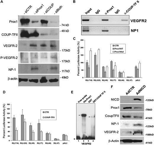 Figure 6. Control of VEGF signaling by LEC-fate regulators, Prox1 and COUP-TFII. (A) Western blot analyses show that knockdown of Prox1 and/or COUP-TFII up-regulates the expression of VEGFR-2 and/or NP-1 and activates phosphorylation of VEGFR-2 (Y1175). (B) Chromatin immunoprecipitation assays demonstrate that, although Prox1 protein is associated with the proximal promoters of VEGFR-2 and NP-1, COUP-TFII protein is associated only with the VEGFR-2 promoter. (C-D) Repression of the VEGFR-2 proximal promoter by Prox1 (C) or COUP-TFII (D). A series of VEGFR-2 promoter constructs was transiently transfected into HEK293 cells for 48 hours with a control (CTR), wild-type Prox1 (Prox1WT), or DNA-binding mutant (Prox1Mut) vector. Each number (eg, −716) represents the distal end of human VEGFR-2 promoters, and all of them end at +268.30 Only 10% of luciferase activity was charted for pGL2 (pGL2-Basic vector) because of low activities of VEGFR-2 promoters. Data are relative luciferase activity ± SD. (E) Prox1 and COUP-TFII recombinant proteins bind to the VEGFR-2 proximal promoter. EMSA was performed against a DNA probe with sequences between −90 and −51 nucleotides of human VEGFR-2 promoter30 using recombinant His-Prox1, GST, or GST-COUP-TFII protein. (F) Up-regulation of NP-1 and VEGFR-2 by activated Notch receptor in LECs. Western blot analyses show the Notch-mediated regulation of Prox1, COUP-TFII, NP-1, and VEGFR-2.