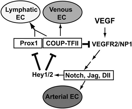 Figure 8. Our working model of an exquisite negative feedback control mechanism among the major cell fate regulators, Notch, COUP-TFII, and Prox1. Our data presented in this study allow us to add 2 new regulatory components (bolded lines) to the previously proposed model7,10 for endothelial cell fate specification. VEGF acts upstream of Notch, which regulates the arterial endothelial cell (EC) fate, and COUP-TFII governs venous EC fate. Prox1 interacts with COUP-TFII to specify LEC fate. Hey1 and Hey2 (Hey1/2) suppress Prox1 and COUP-TFII, which down-regulate VEGF receptors, VEGFR-2 and NP-1, to control VEGF activity.